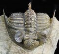 Tower-Eyed Erbenochile Trilobite - Check Out The Detail! #47071-4
